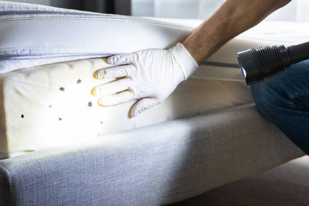 Best Local Pest Control Services  in Hughson, CA