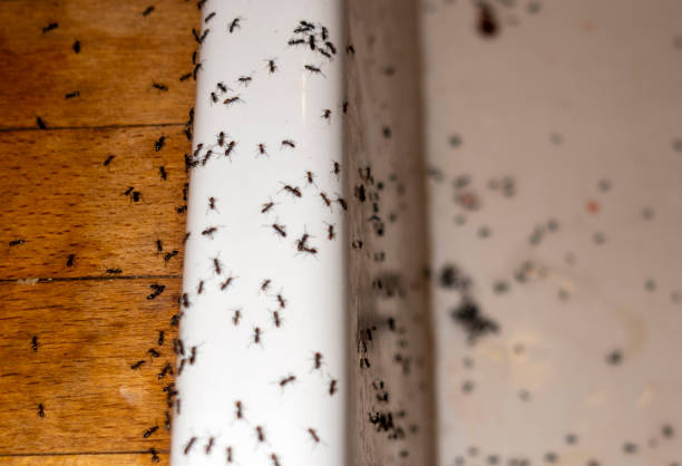 Trusted Hughson, CA Pest Control Experts